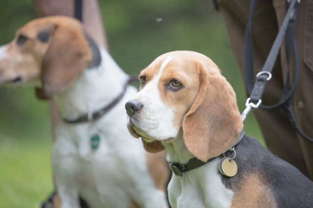 Hundepräsentation 2019